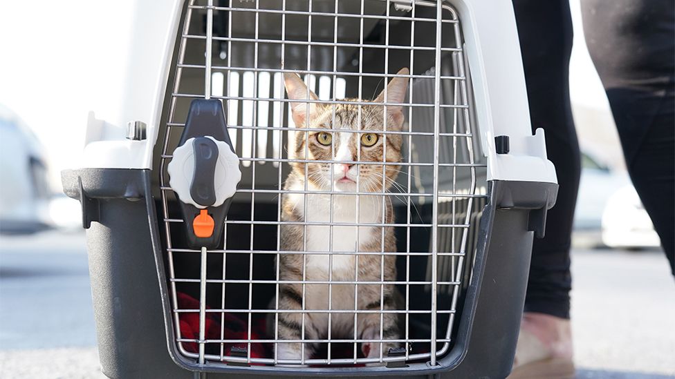 Dave The Cat Is Returning Home With The England Team