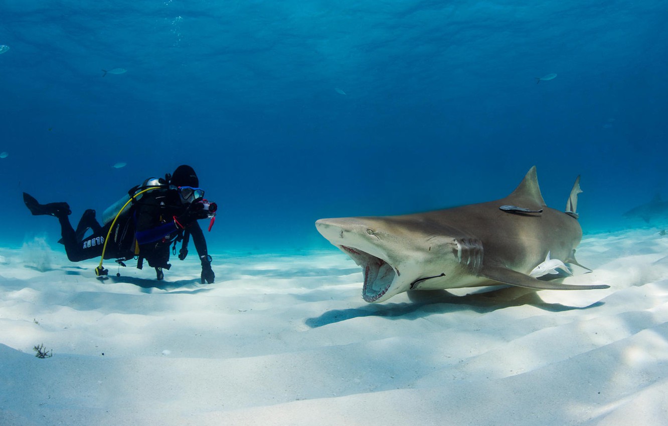 A man in scuba gear seen beside a shark with its mouth open on the sea floor